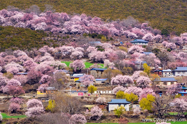 林芝桃花沟