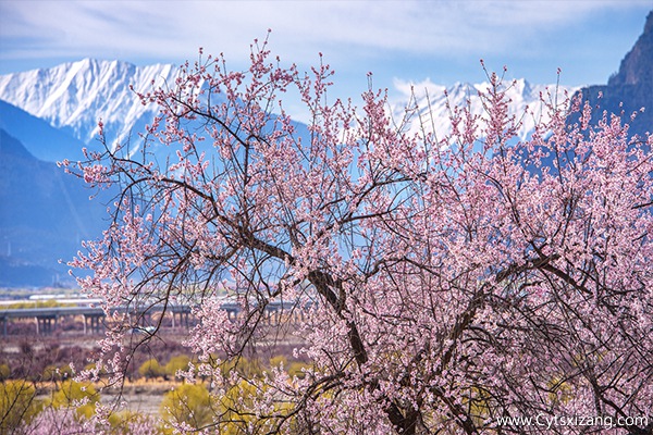林芝桃花节时间